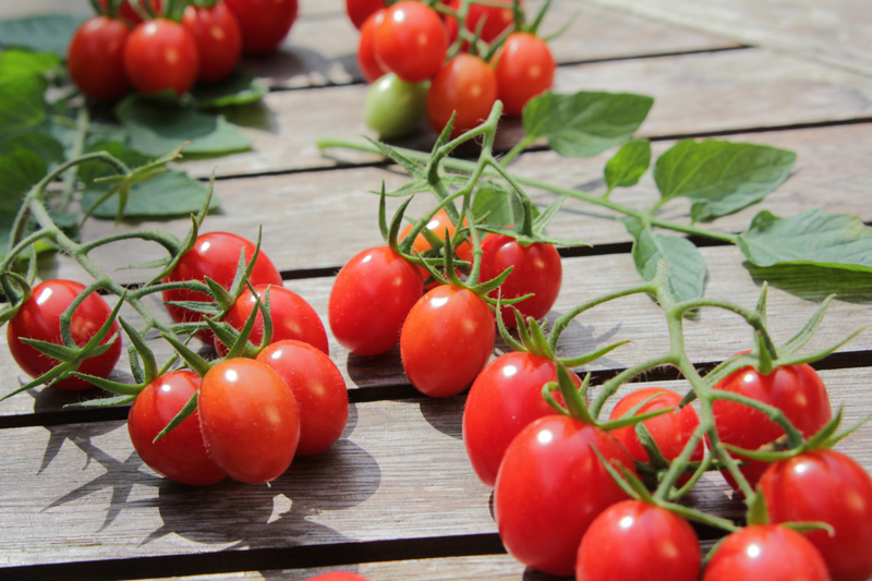 tomatenpflanzen kaufen: das sollten sie beim kauf beachten ? tomaten