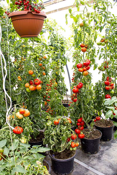 Tomaten Züchten