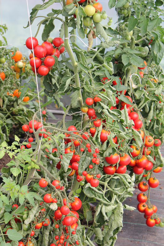 Tomaten anbauen Ratgeber zum Auspflanzen von Tomaten