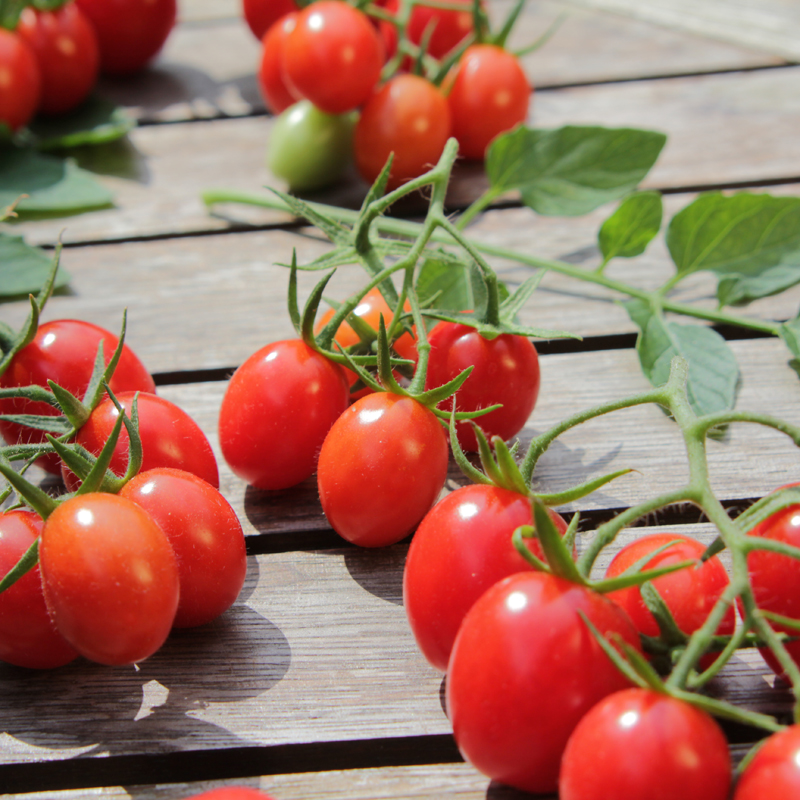 Tomatenblätter Tomatenfrüchte