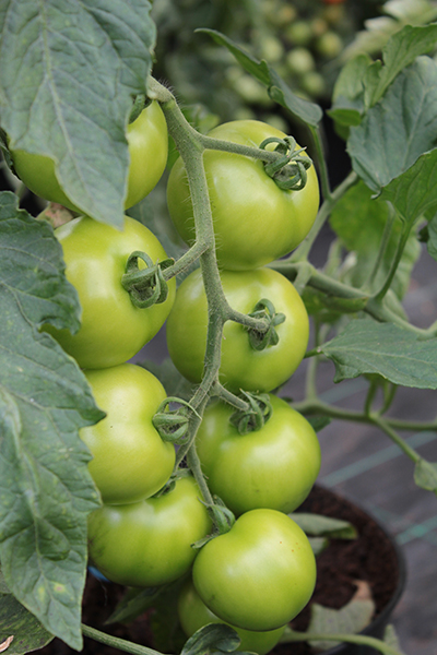 Sind grüne Tomaten giftig? Antwort hier