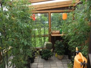 Gewächshaus mit Tomatenpflanzen