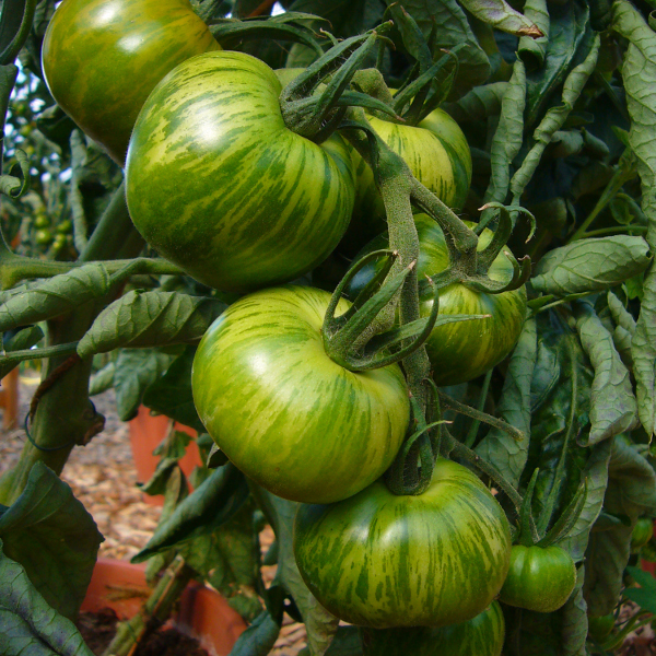 Tomate 'Green Zebra'