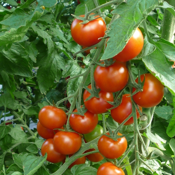 Tomate ''Hellfrucht''