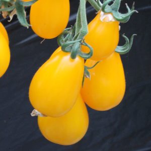 Tomate 'Yellow Pearshaped'