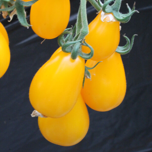 Tomate ''Yellow Pearshaped''